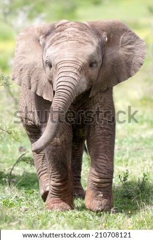 ute baby elephant calf in this portrait image from South Africa ute baby elephant calf in this portrait image from South Africa