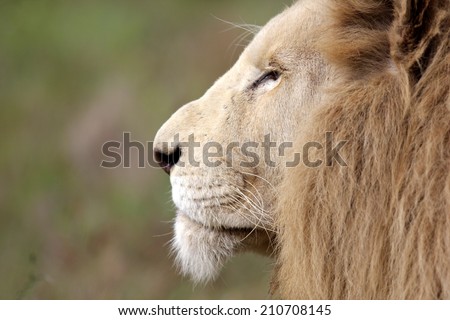 A close up view of a big male white lions face. Side photo.
