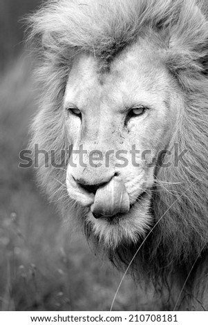 A black and white image of a big male white lion with his tongue out.
