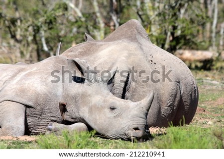 A young rhino calf sleeping with his mother. South Africa