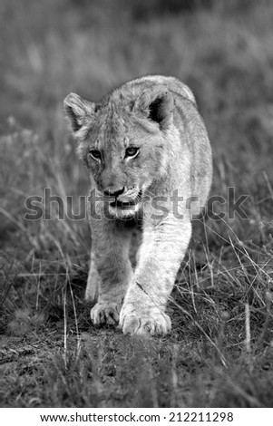 A lion cub in this black and white image.