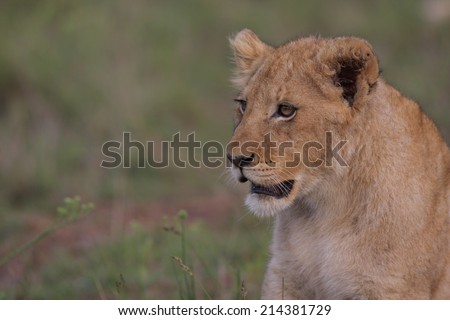 A young lion cub stares at her mother