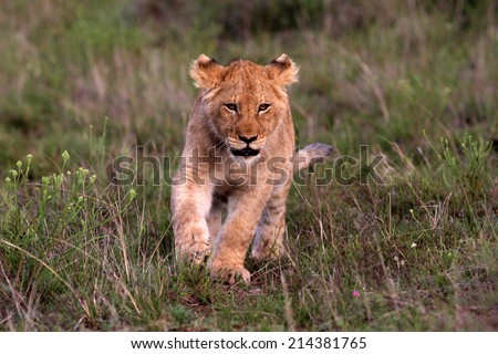 A young lion cub on the move