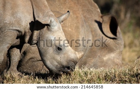 A white rhino calf and her mother in golden light.