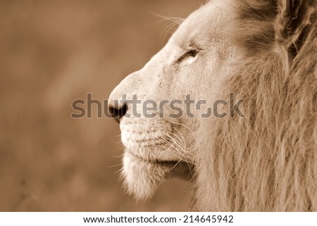 A side profile image of a white lion in sepia tone.