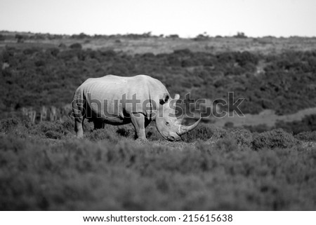 A big rhinoceros bull in this black and white landscape image.