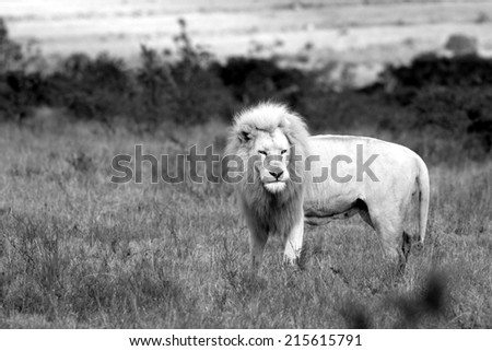 A white lion in this black and white image.