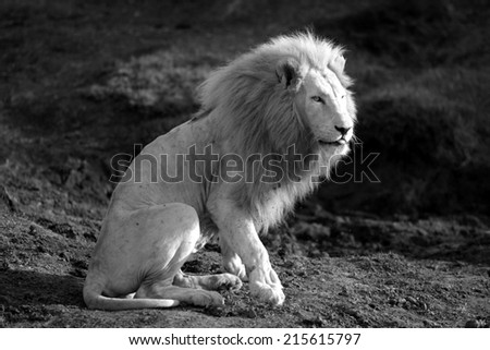 A big male white lion in this black and white image.