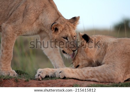 Two young lion cubs greet in this touching moment.