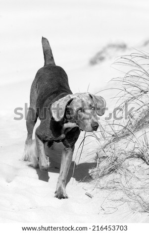 A lovely weimaraner in black and white running on the beach in this lovely portrait.