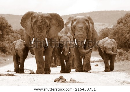 A herd of elephant on the move and walking towards the camera in this sepia tone image.. South Africa