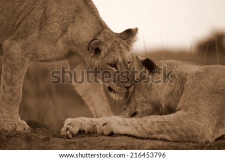Two young lion cubs greet and touch to show affection and to keep their bond strong in this photo taken on safari in South Africa.
