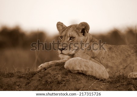 A young lion cubs rests in this sepia tone image.