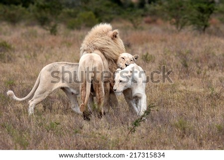 Two female and a big male lion interact and strengthen bonds in this lovely image.