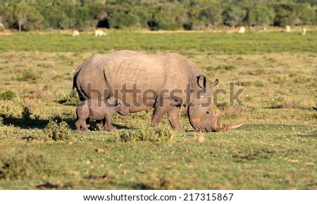 A white rhino calf and his mother pose in this image.