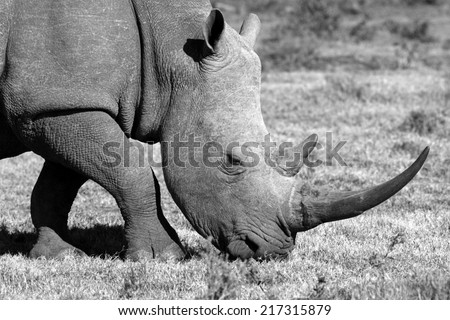 A white rhinoceros on the move in this black and white image.
