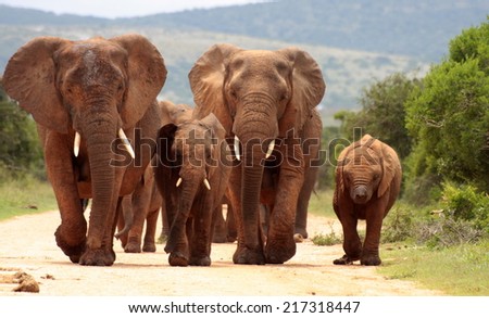 A herd of elephant on the move and walking towards the camera. South Africa