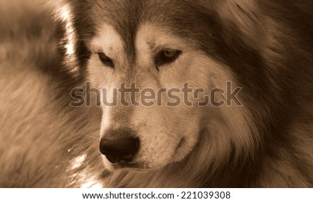 A huskey/ wolf dog portrait.