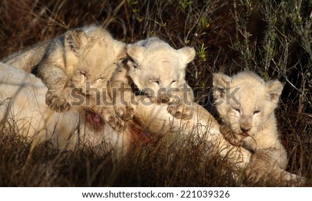 Three new born white lion cubs drink from their mom in this image. South Africa