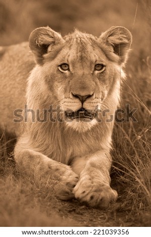 A young male lion stares intensly at the camera.