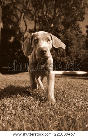 A cute new born pure bred weimaraner puppy dog in sepia tone in walking motion on a beautiful summer day in the Eastern Cape, South AFrica