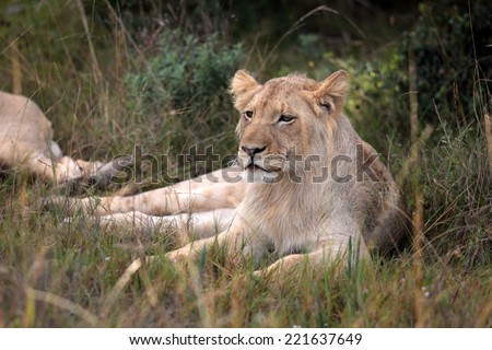 A beautiful big male lion posing in the grass
