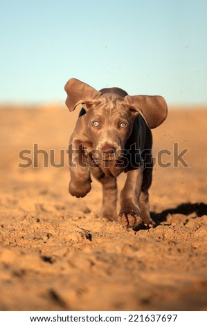 A cute new born pure bred weimaraner puppy dog in running motion with ears flapping in this side on photo taken on the beach on a beautiful summer day in the Eastern Cape, South Africa