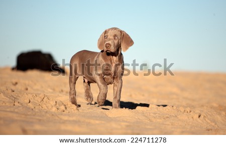 A pure bred weimeraner puppy on the beach on a beautiful summer day in the Eastern Cape, South Africa