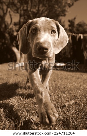 A pure bred weimeraner puppy on the move in this sepia tone image taken on a beautiful summer day in the Eastern Cape, South Africa soft focus