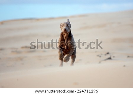 A pure bred weimeraner dog running in this photo taken on the beach on a beautiful summer day in the Eastern Cape, South Africa