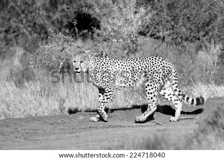 A beautiful black and white photo of a cheetah walking oven the plains.Taken on safari in Africa. unfocused