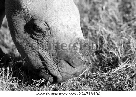 A young white rhino calfs face in this black and white image.