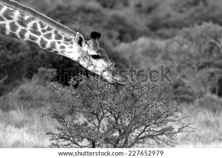 A giraffe feeding in black and white.