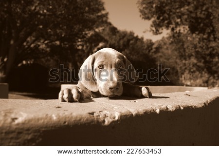 A cute weimeraner puppy looking over the wall.