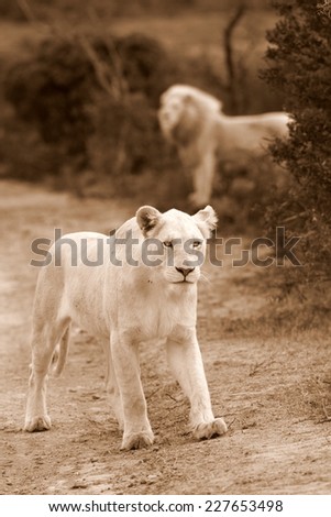 A white lioness with a male lion in the background.