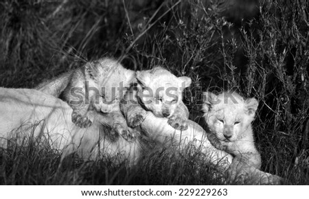 Three white lion cubs suckling in this black and white tone image.