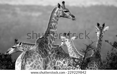 A giraffe herd in black and white.
