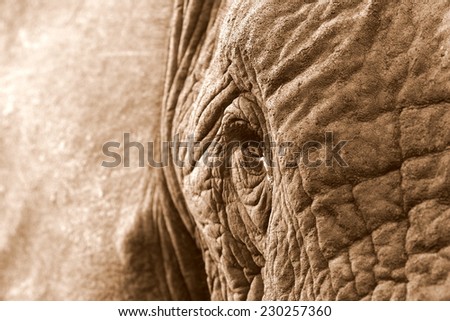 A close up sepia tone image of an African elephants eye and texture of the skin.