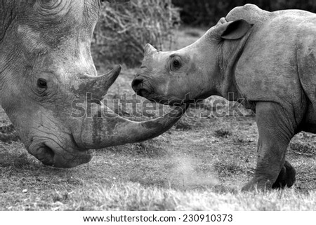 A rhinoceros and her baby play as she teaches him to use his horn in fighting and to show affection while playing.
