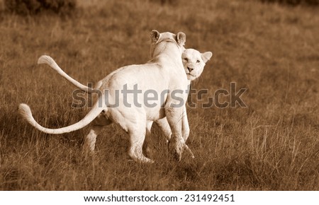 Two cute white lion cubs play and fight in this beautiful image.