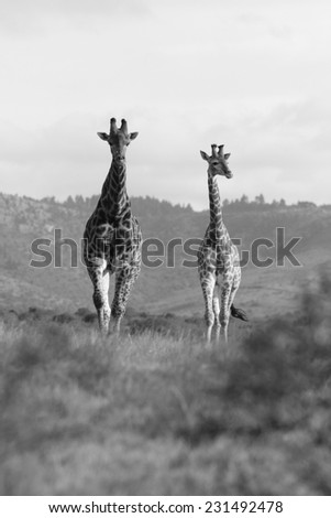 Two giraffe in this moody black and white image.