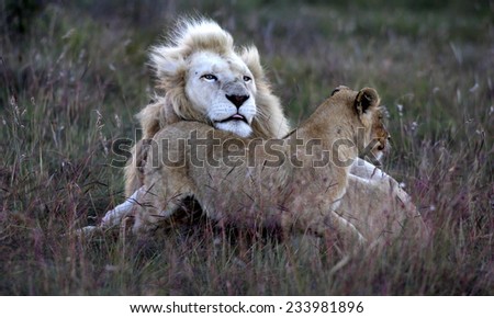 A tiny baby white lion cub rubs heads with her dad, showing love and affection and strengthening the bond in the pride.
