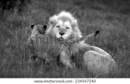 A tiny baby white lion cub rubs heads with her dad, showing love and affection and strengthening the bond in the pride.