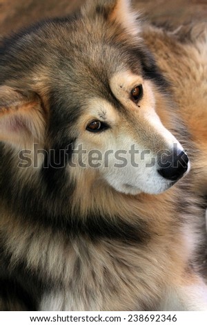 A huskey/wolf dog