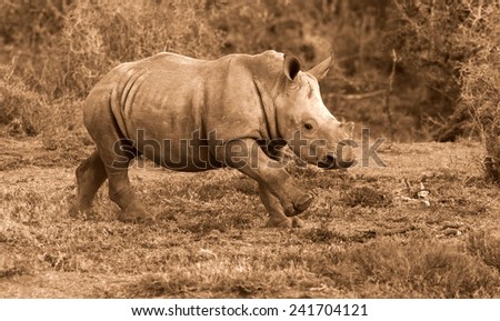 A white rhino calf on the charge and having a run in this lovely portrait image. South Africa.