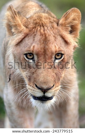 An abstract selective focus image of a lion cub.