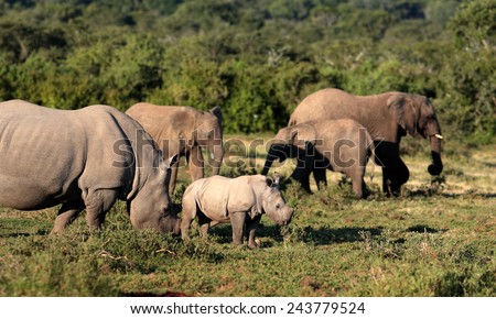 A Female white rhinoceros and her calf find themselves surrounded by a herd of African elephant in this unique image of two of the big five together.