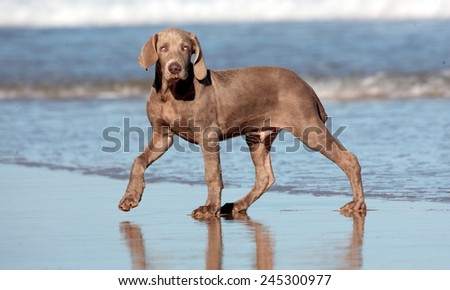 A cute new born pure bred weimeraner puppy dog in running motion in this photo taken on the beach on a beautiful summer day in the Eastern Cape, South AFrica