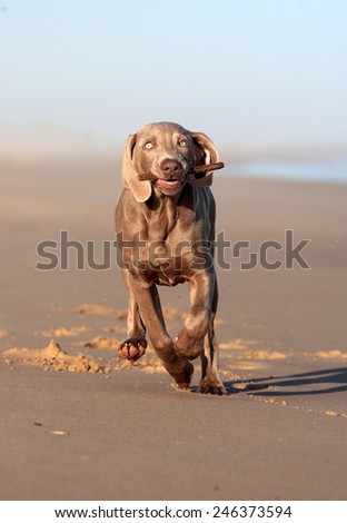 A cute new born pure bred weimeraner puppy dog posing in this photo taken on the beach on a beautiful summer day in the Eastern Cape, South Africa