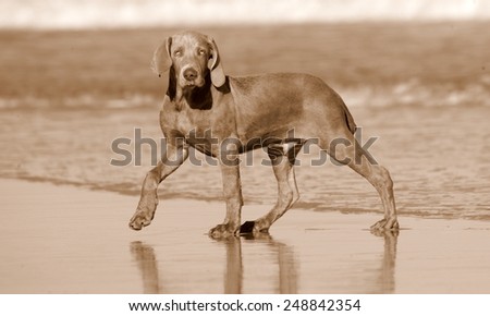 A cute new born pure bred weimeraner puppy dog in running motion with ears flapping in this side on photo taken on the beach on a beautiful summer day in the Eastern Cape, South AFrica